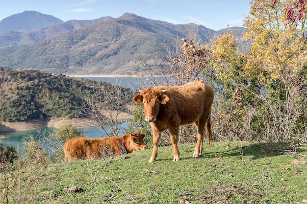 Las vacas pastando en un prado de montaña cerca del lago