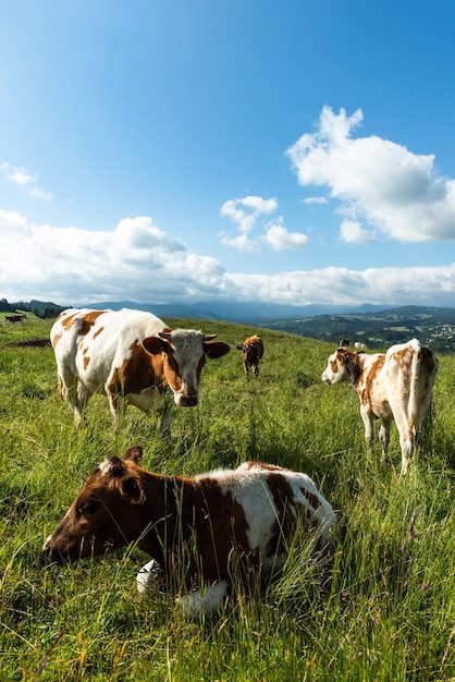 Vacas pastando en un prado verde en la campiña polaca