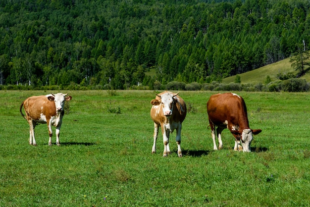 Vacas pastando en un prado verde soleado de verano