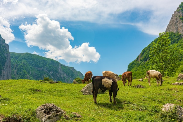 Vacas pastando en un prado verde en las tierras altas