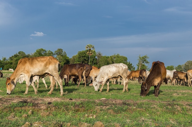 Vacas pastando en un prado verde de verano en un día soleado