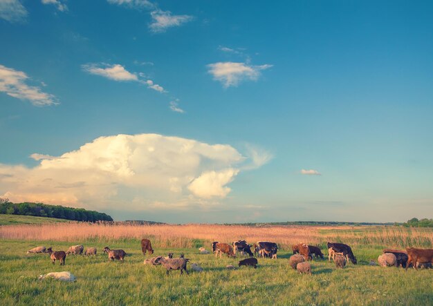 Vacas pastando en un prado verde