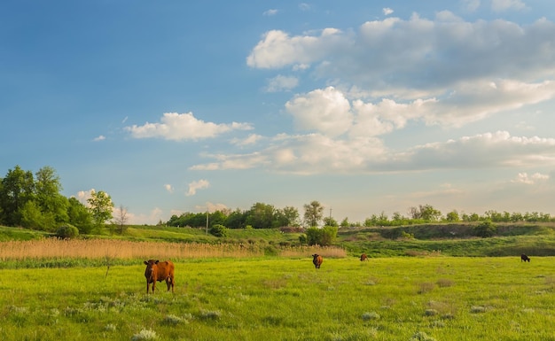 Vacas pastando en un prado verde