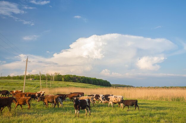 Vacas pastando en un prado verde