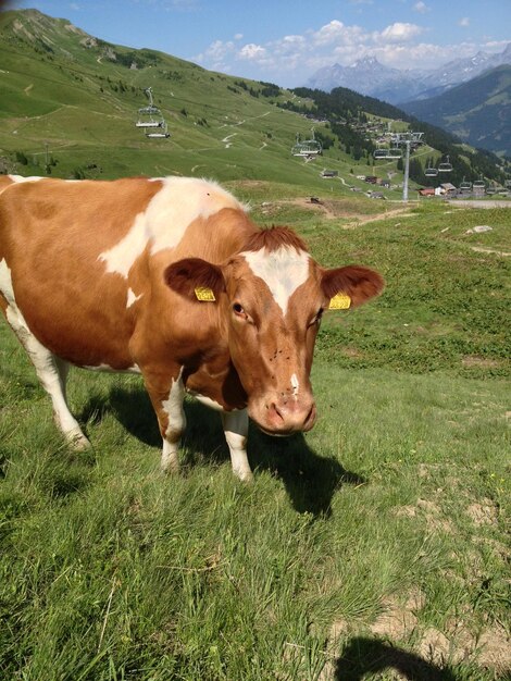 Foto vacas pastando en el prado