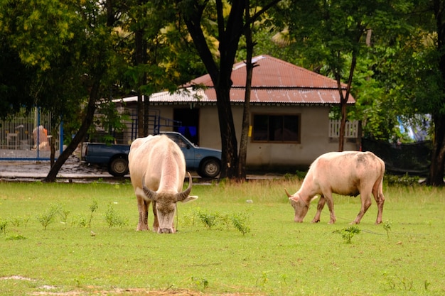 vacas pastando en un prado