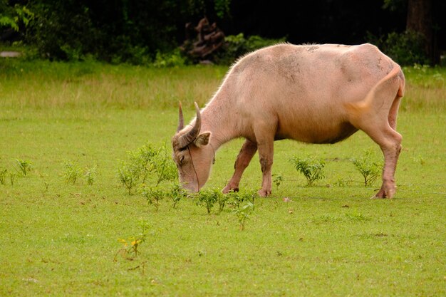 vacas pastando en un prado