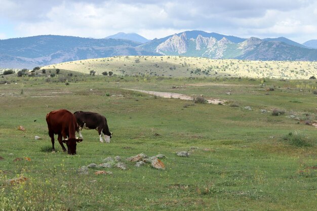 Vacas pastando en el prado