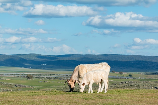 Vacas pastando sob um lindo céu