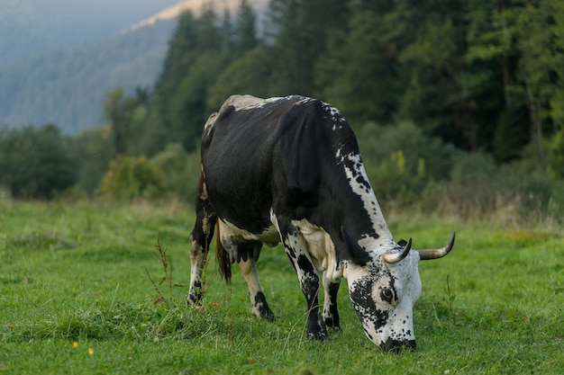 Vacas pastando. vaca preta e branca pastando no pasto nas montanhas. Gado no pasto