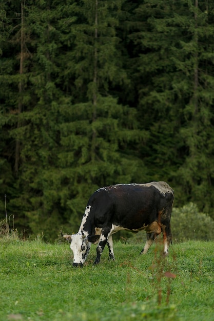 Vacas pastando. vaca preta e branca pastando no pasto nas montanhas. Gado no pasto