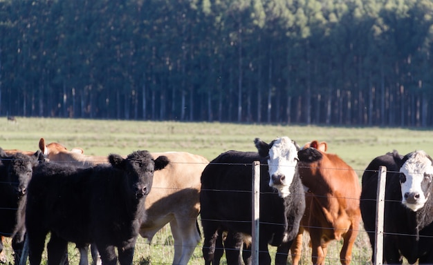 Foto vacas pastando en el verde campo argentino