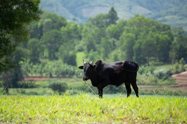 Vacas pastando en los verdes campos de las colinas