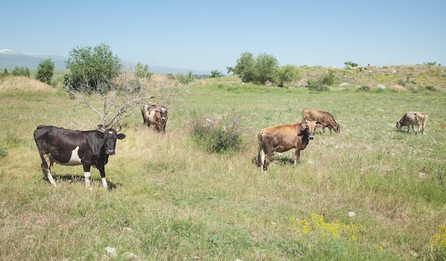 Vacas en el pasto. Hora de verano