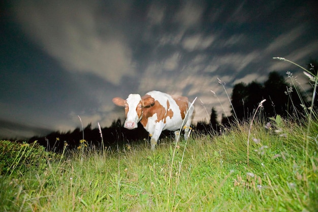 Vacas en el pasto de montaña