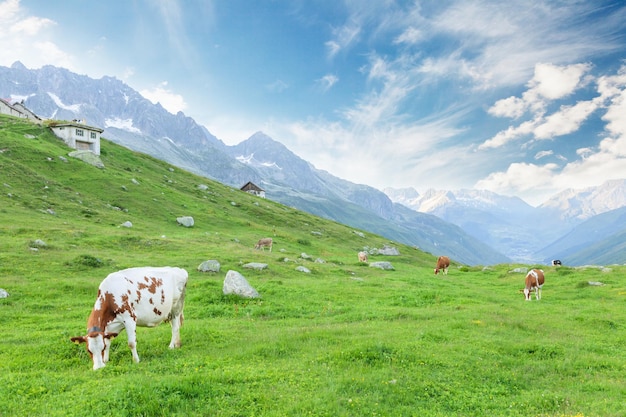 Vacas en pasto en pradera alpina