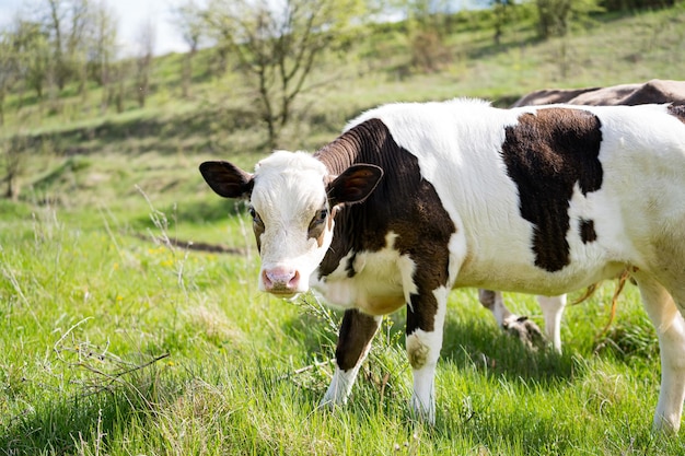 Vacas en pasto Ternero y una vaca lechera comiendo hierba verde Animales domésticos en un prado Ternero joven blanco y negro caminando en pasto en primavera