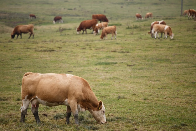 Vacas en pastos de otoño