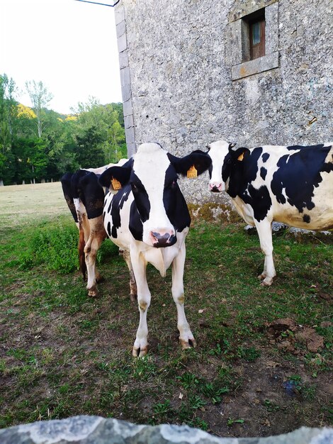 Foto vacas de pie en el campo