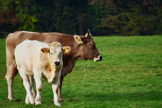Foto vacas de pie en un campo