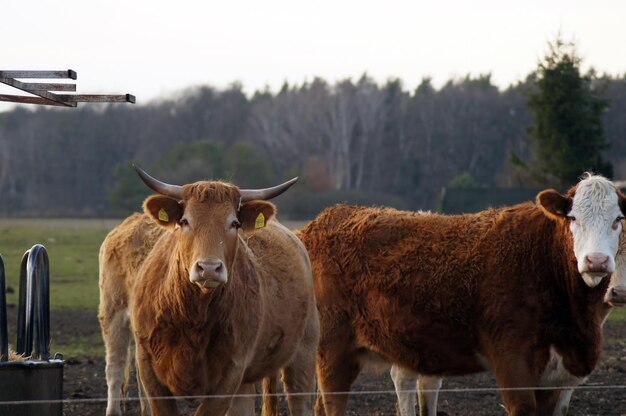 Vacas de pie en un campo