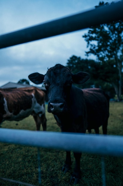 Foto vacas de pie en un campo