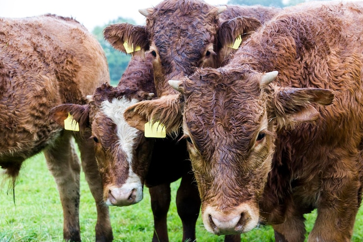 Foto vacas de pie en un campo
