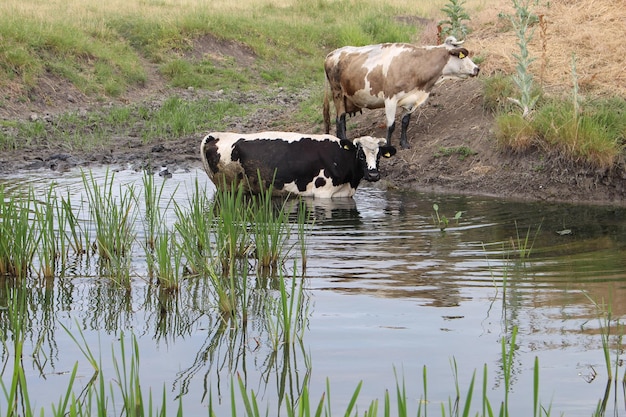 Vacas de pie en un cuerpo de agua