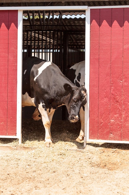 Foto vacas de pie en el granero