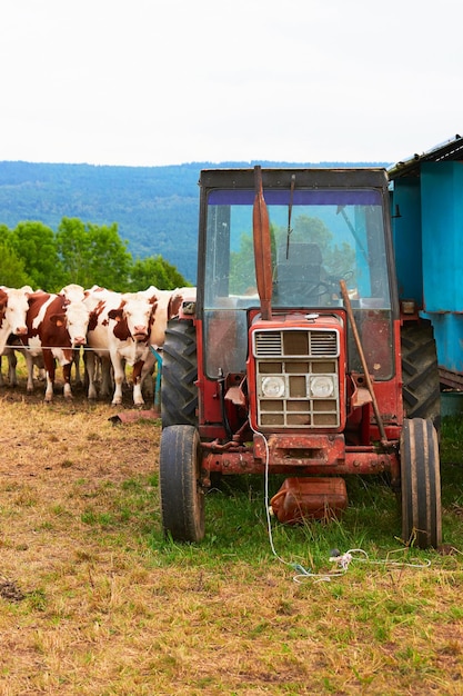 Foto vacas de pie en el tractor antes del proceso de ordeño mecánico, franche comte, francia.