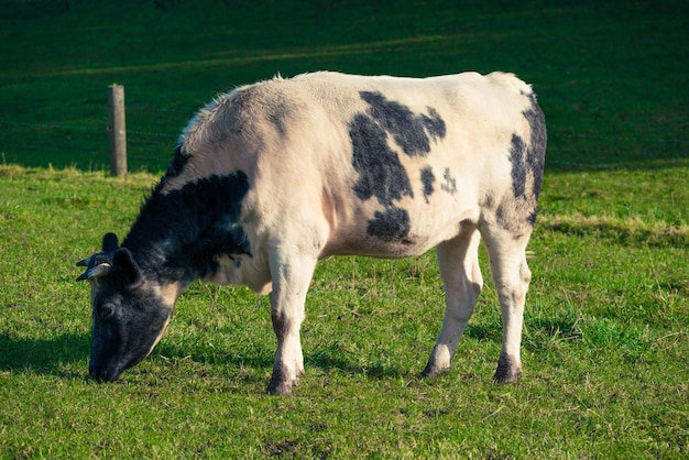 vacas, posición, en, campo, retrato