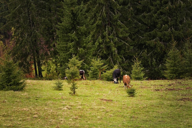 Vacas en pradera de montaña