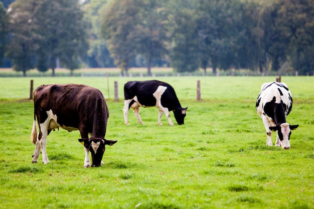 Vacas en pradera