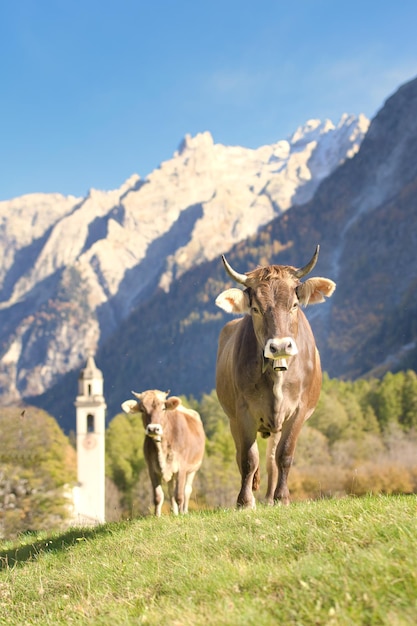 Vacas en un prado cerca de un pueblo suizo