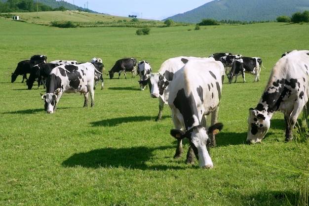 Vacas en el prado de ganado fresiano.