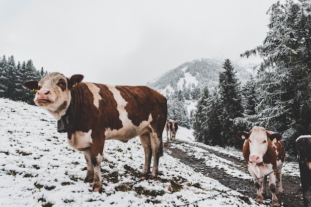 Vacas en un prado nevado
