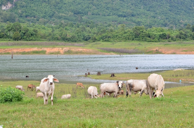 Vacas en un prado en la orilla del río, Tailandia