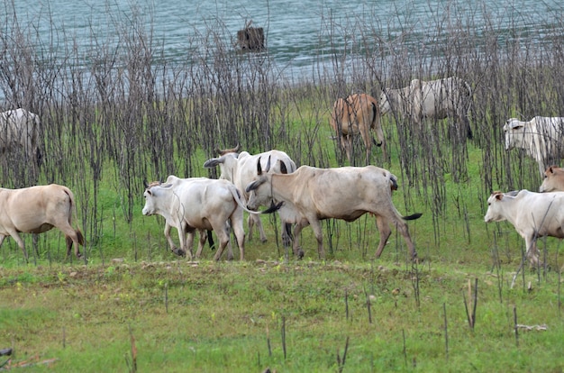 Vacas en un prado en la orilla del río, Tailandia