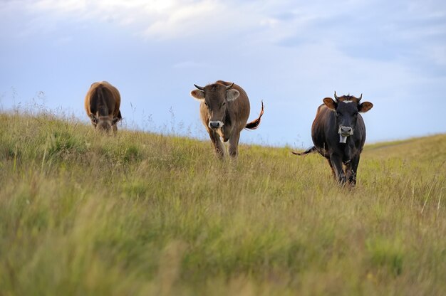 Vacas en un prado de verano en las montañas