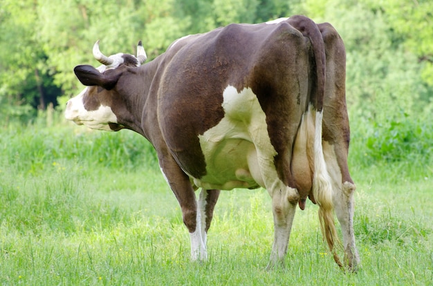 Vacas en un prado verde