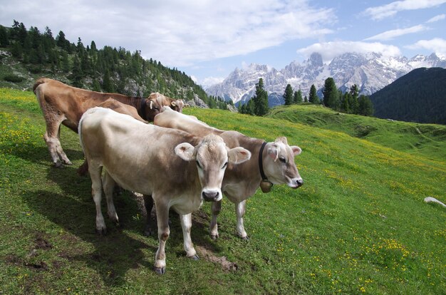 Vacas en los prados de las montañas alpinas.