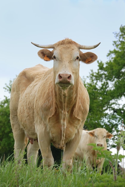 Vacas en prados