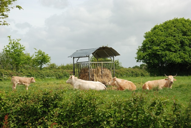 Vacas en prados