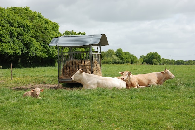 Vacas en prados