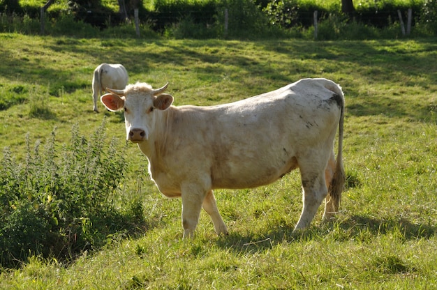 Vacas en prados