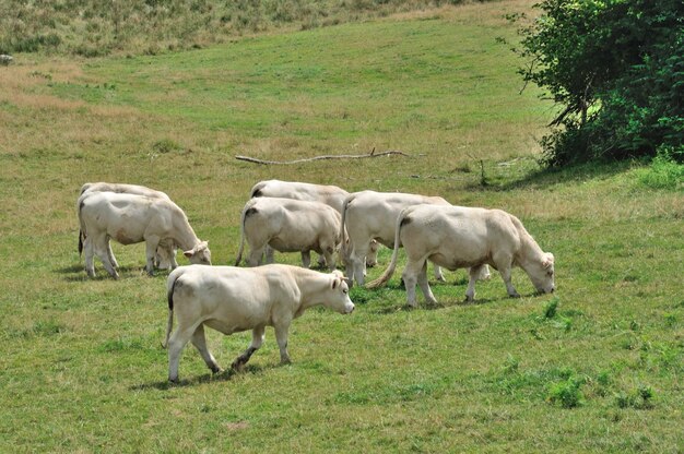 Vacas en prados