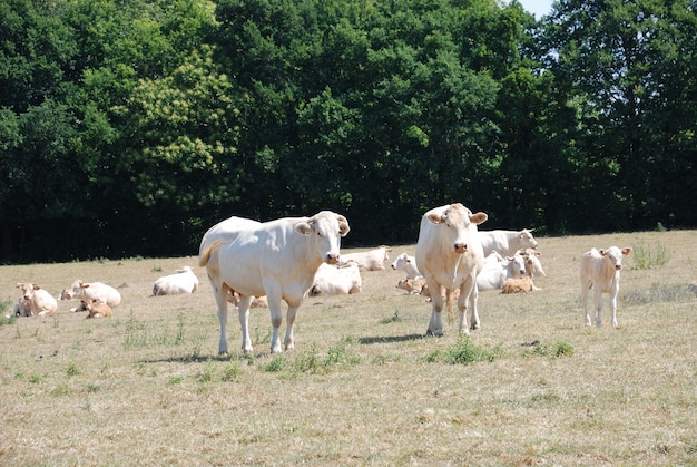 Vacas en prados