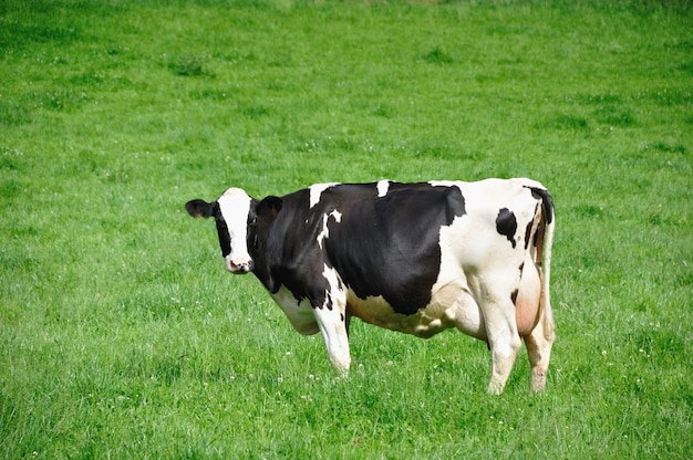 Foto vacas en prados