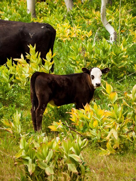 Vacas pretas pastando no chão da floresta em Kebler Pass, Colorado.