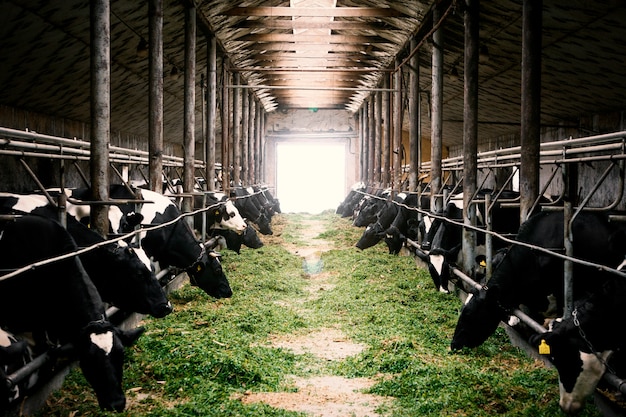 Vacas preto e brancas em um estábulo de fazenda comendo grama verde